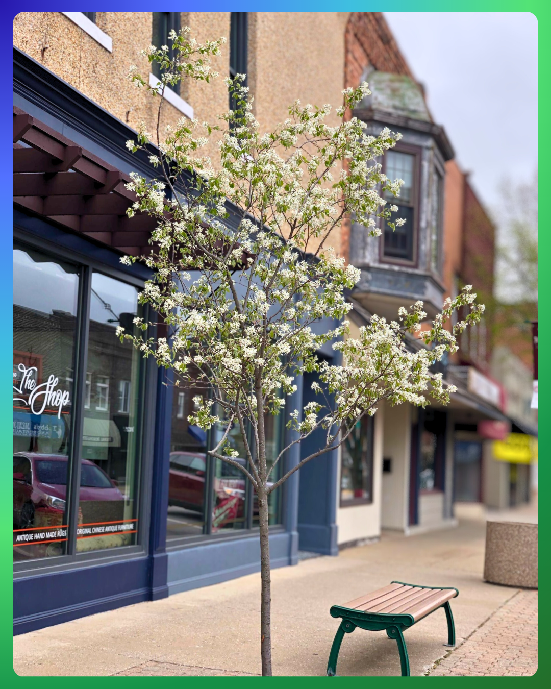 An Autumn Brilliance Serviceberry in bloom, growing on a downtown parkway in front of a local business.